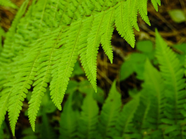istock Fern - the oldest plant on Earth 840420690