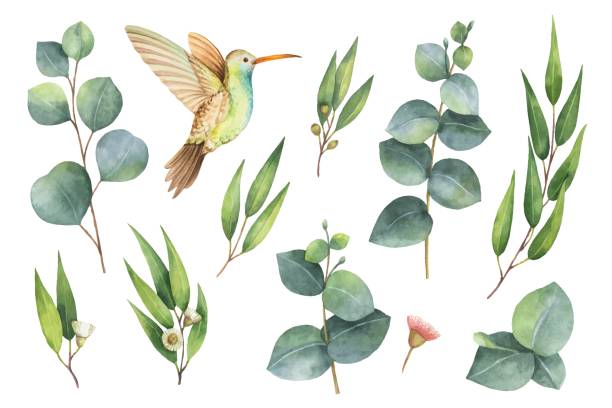 ilustraciones, imágenes clip art, dibujos animados e iconos de stock de pintados a mano de acuarela vector set con hojas de eucalipto y colibrí. - hojas volar eps