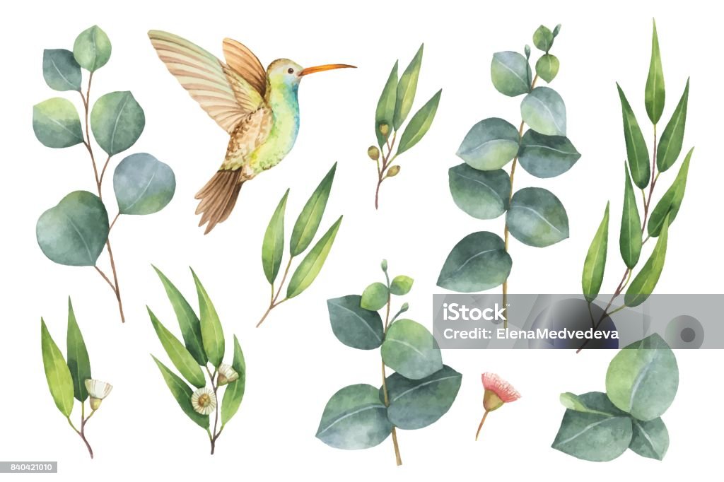 Peint à la main de l’aquarelle vector set avec des feuilles d’eucalyptus et Hummingbird. - clipart vectoriel de Aquarelle libre de droits