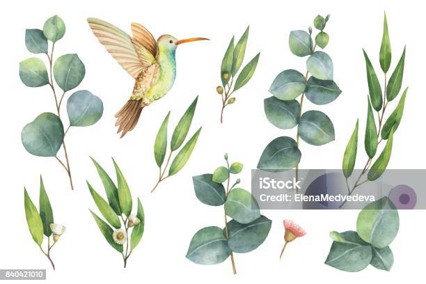수채화 벡터 손으로 그린 유칼립투스 나뭇잎과 벌 새와 설정 수채화에 대한 스톡 벡터 아트 및 기타 이미지 - 수채화, 꽃-식물, 새