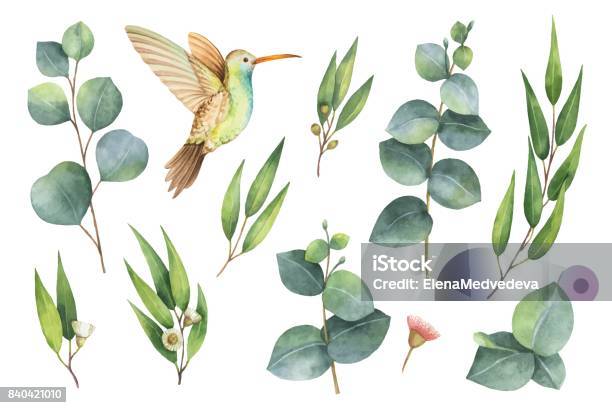 Watercolor Vector Hand Painted Set With Eucalyptus Leaves And Hummingbird Stock Illustration - Download Image Now