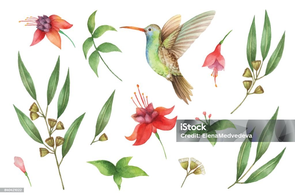 Peint à la main de l’aquarelle vector set avec des feuilles d’eucalyptus et Hummingbird. - clipart vectoriel de Aquarelle libre de droits