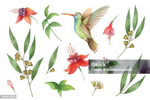 Peint À La Main De Laquarelle Vector Set Avec Des Feuilles Deucalyptus Et Hummingbird Vecteurs libres de droits et plus d'images vectorielles de Aquarelle