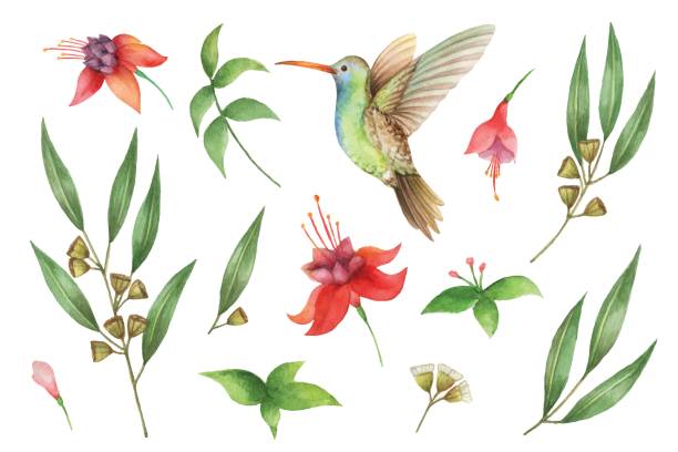 акварель вектор стороны окрашены набор с эвкалиптовыми листьями и колибри. - nature animal bird branch stock illustrations