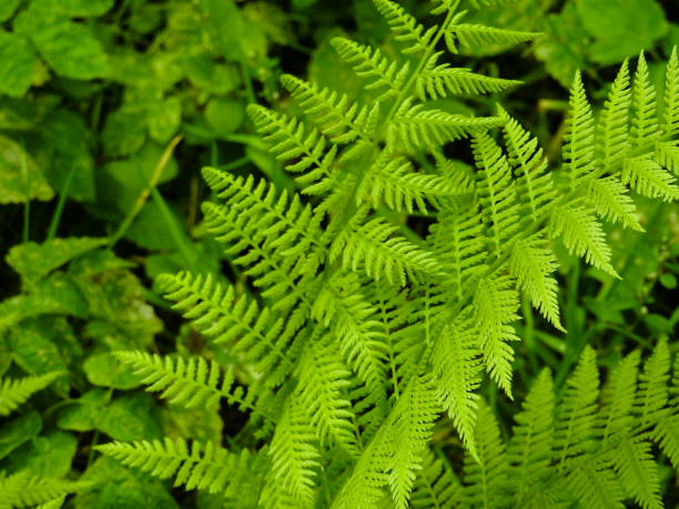 istock Fern - the oldest plant on Earth 840421362