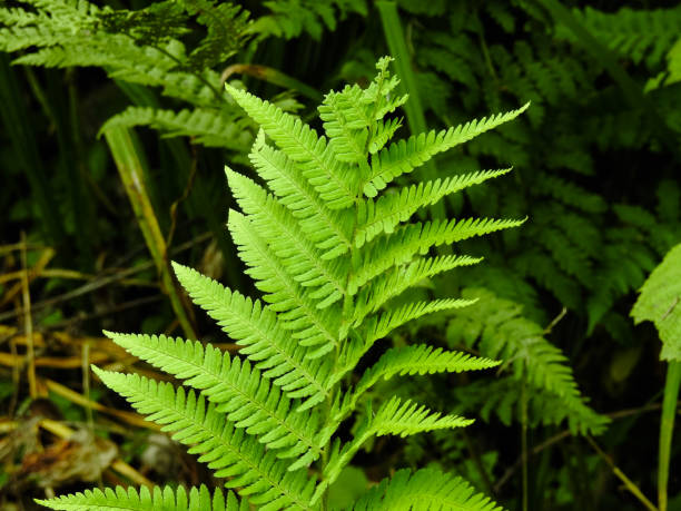 istock Fern - the oldest plant on Earth 840423884