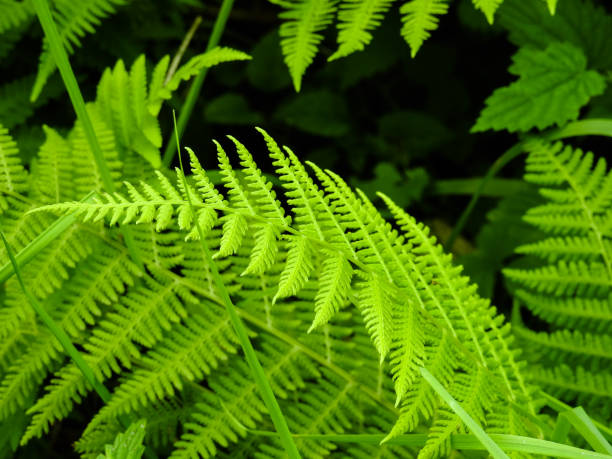 istock Fern - the oldest plant on Earth 840424104