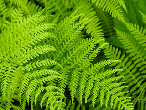 istock Fern - the oldest plant on Earth 840424494