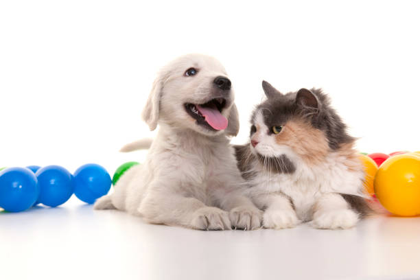 istock kitten and puppy playing with colorful balls 840428026