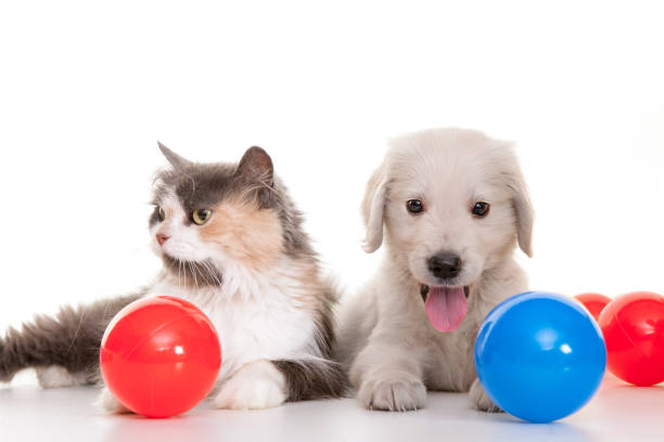 istock kitten and puppy playing with colorful balls 840428036