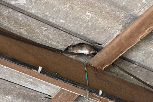 The rat walk in the space between the wooden beam and the roof tiles,Hiding of mice