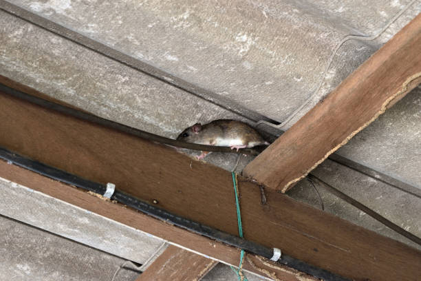 Hiding of the rat The rat walk in the space between the wooden beam and the roof tiles,Hiding of mice rat stock pictures, royalty-free photos & images