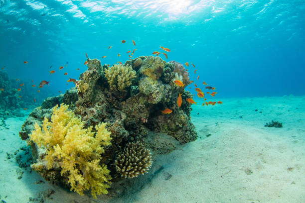 istock Beautiful coral reef with sealife 840431132
