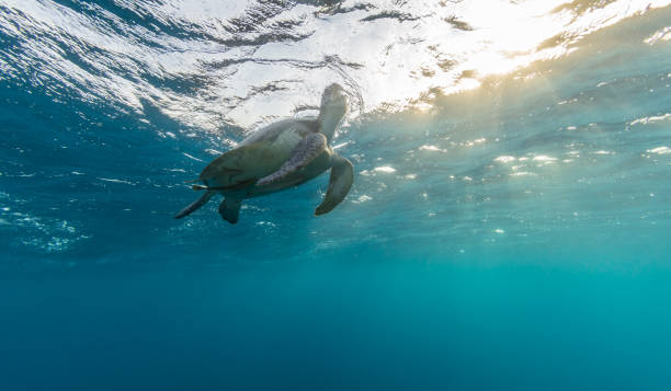 istock Hawksbill turtle trying to breath. 840432156