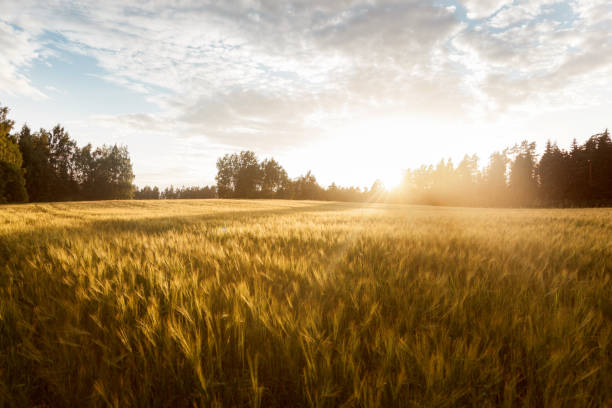 istock Barley field at golden hour 840436202