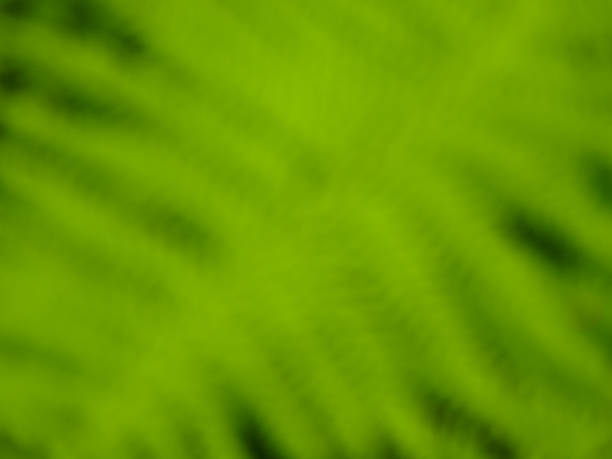 istock Blurred Fern - the oldest plant on Earth 840439820