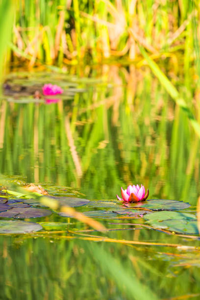a pond with red water lily