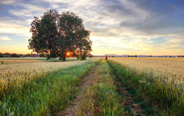 istock Rural landscape with wheat field on sunset 840444318