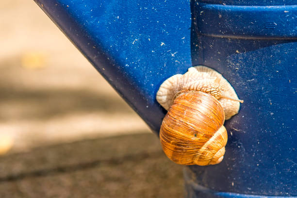 edible snail on watering can