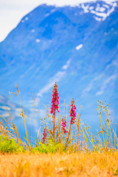 istock Mountains and fjord in Norway, 840449674