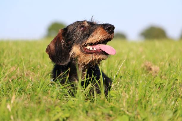 Rough-haired dachshund portrait in the garden