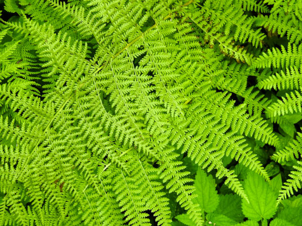 istock Fern - the oldest plant on Earth 840456182
