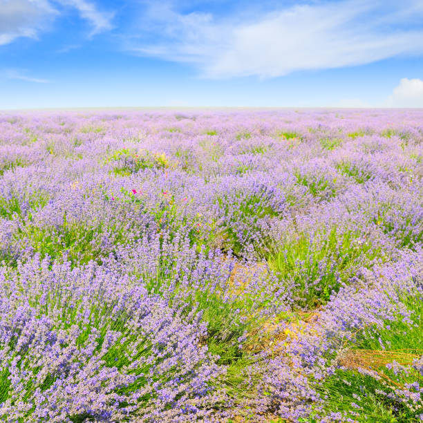 blooming lavender in a field on background of blue sky
