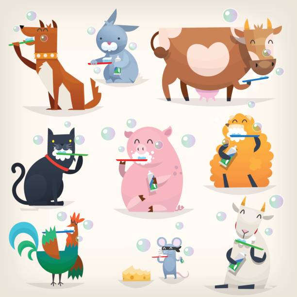 illustrazioni stock, clip art, cartoni animati e icone di tendenza di gli animali da fattoria puliscono i denti - pollame domestico