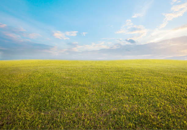 beautiful morning sky and empty green grass use as background backdrop beautiful morning sky and empty green grass use as background backdrop wide field stock pictures, royalty-free photos & images