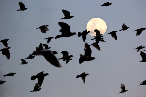 istock silhouette of flying pigeon 840462000