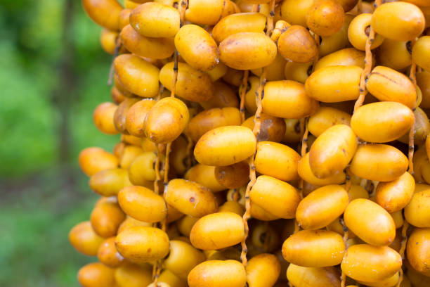 istock Cluster of dates hanging from a date palm 840462536