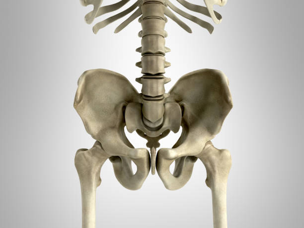 istock 3D rendering medical illustration of the pelvis bone on grey 840465080