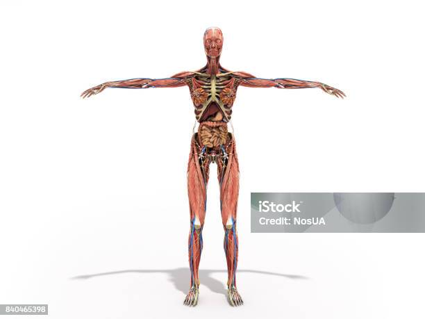 A Female Body Anatomy For Books 3d Render On White Stock Photo - Download Image Now - Anatomy, The Human Body, Biological Cell