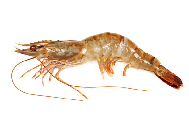 istock Fresh vannamei shrimp on white background 840465732