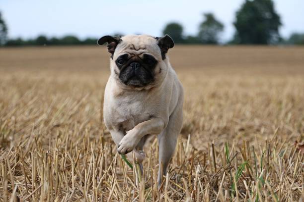 istock active pug in the stubble field 840466288