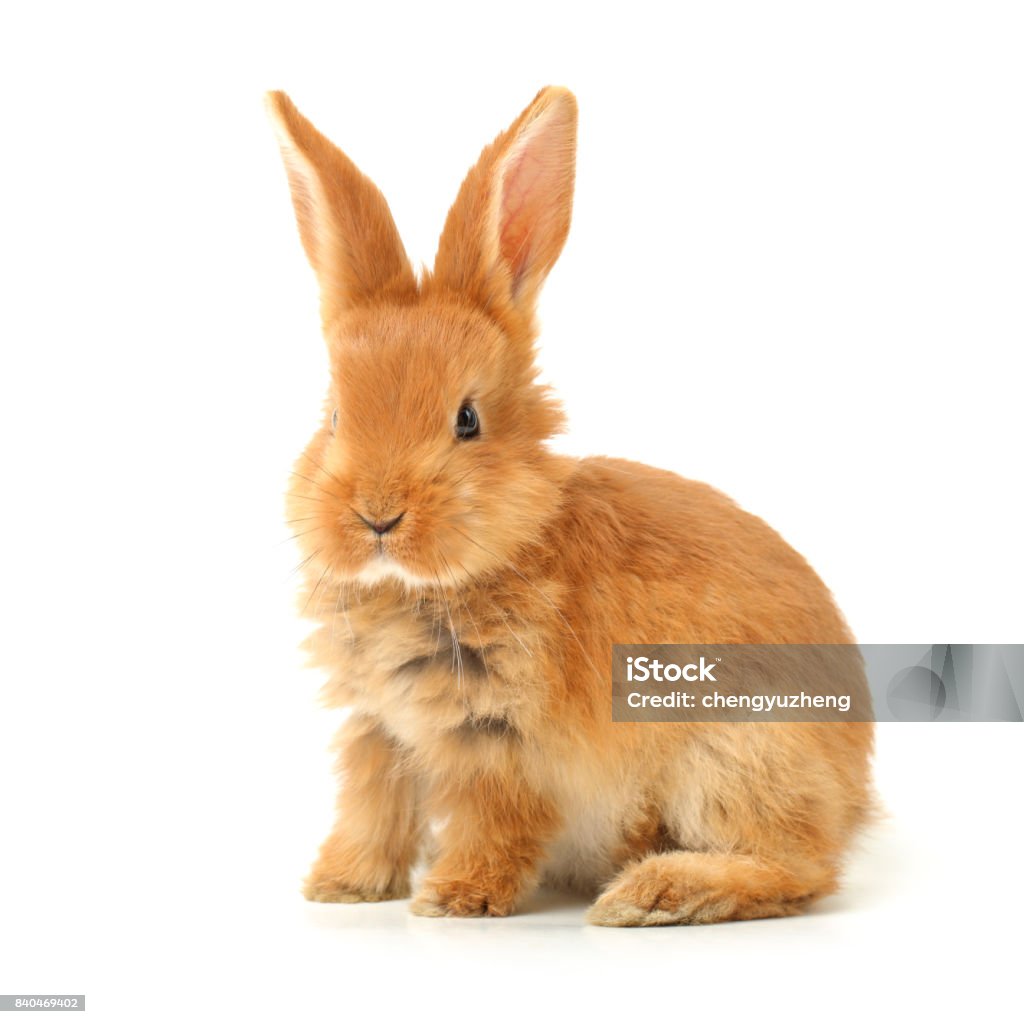 Cute little bunny  on white  background Rabbit - Animal Stock Photo