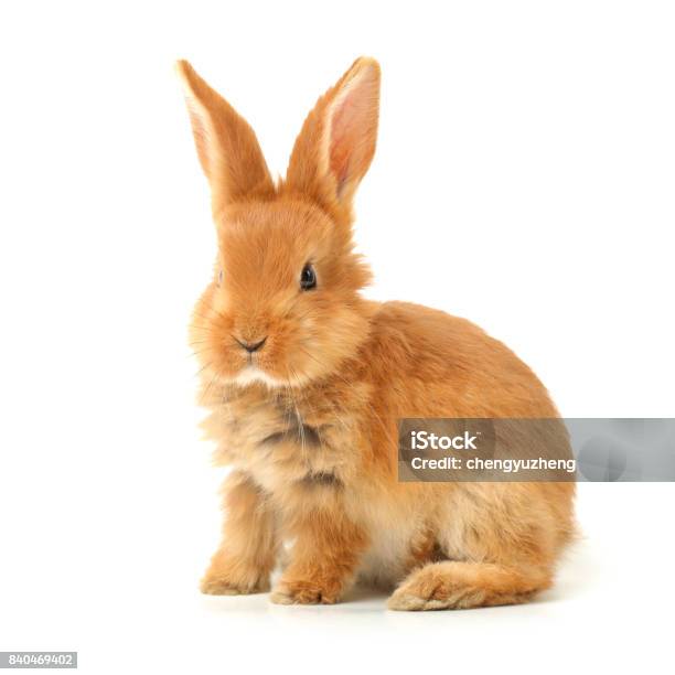 Cute Little Bunny On White Background Stock Photo - Download Image Now - Rabbit - Animal, Baby Rabbit, Cute