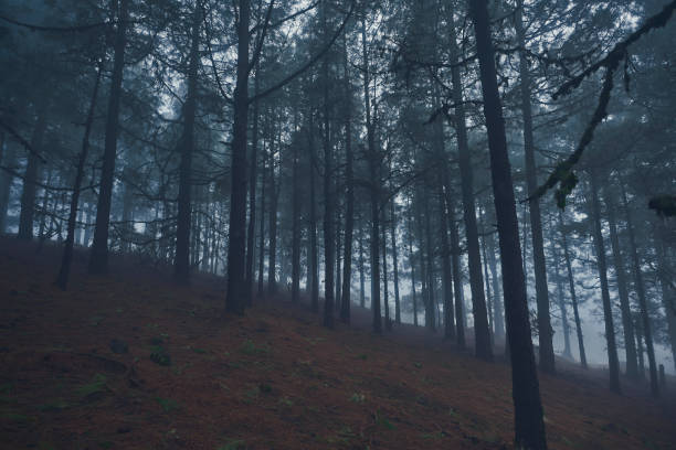 istock cold day in the woodland 840469462