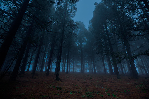 horizontal landscape of misty forest in cold night.