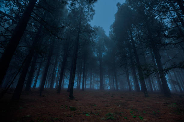 лес в ночное время - nobody dusk dark overcast стоковые фото и изображения