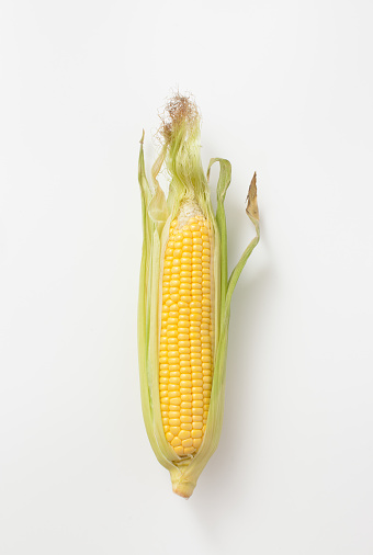 Botanical illustration of a brown ear of corn on white. The view from the top.