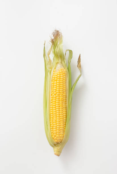 The cob of uncooked corn on white background Botanical illustration of a brown ear of corn on white. The view from the top. maize unshucked cob stock pictures, royalty-free photos & images