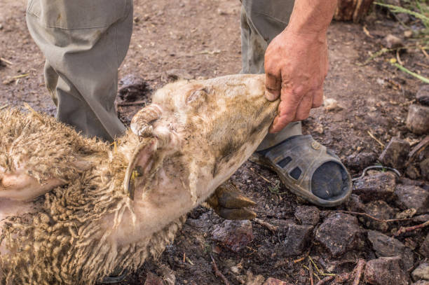 muslimische metzger mann schneiden ein schaf für eid al-adha (opferfest opfer). - dead animal butcher meat sheep stock-fotos und bilder