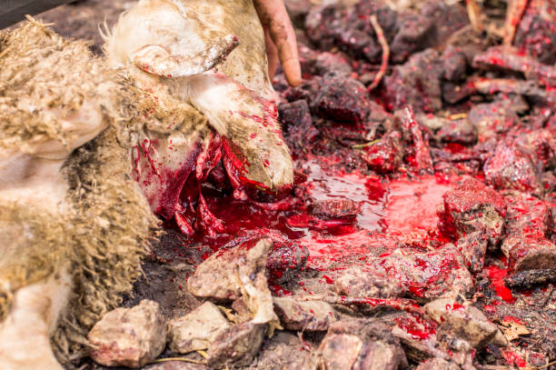 istock Muslim butcher man cutting a sheep for Eid Al-Adha (Sacrifice Feast). 840473252