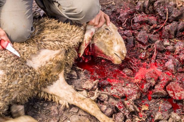 istock Muslim butcher man cutting a sheep for Eid Al-Adha (Sacrifice Feast). 840473274