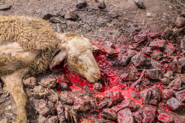 istock Dead sheep head with blood sacrificed for Eid Al-Adha (Sacrifice Feast). 840473300