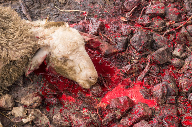 istock Dead sheep head with blood sacrificed for Eid Al-Adha (Sacrifice Feast). 840473304