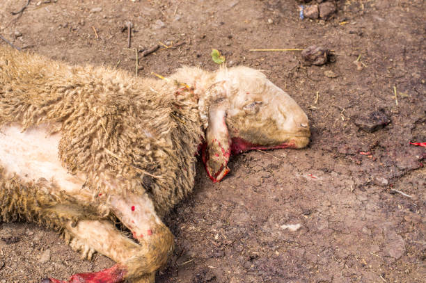 istock Dead sheep head with blood sacrificed for Eid Al-Adha (Sacrifice Feast). 840473328