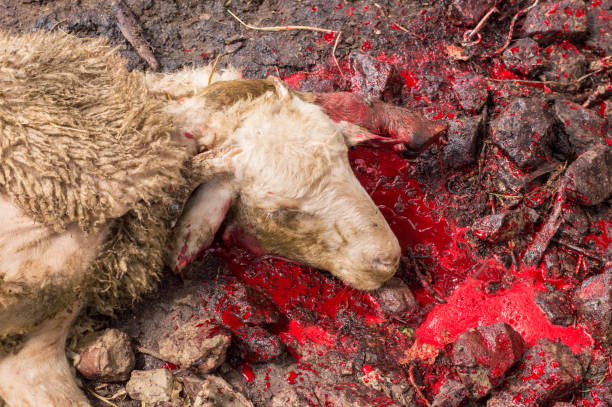 istock Dead sheep head with blood sacrificed for Eid Al-Adha (Sacrifice Feast). 840473382
