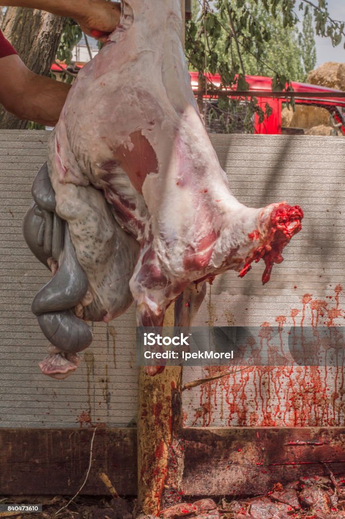 Muslim butcher man stipping a sheep for Eid Al-Adha (Sacrifice Feast). Muslim butcher man stripping a sheep for Eid Al-Adha. Eid al-Adha (Sacrifice Feast) is the second of two Muslim holidays celebrated worldwide each year. Adult Stock Photo